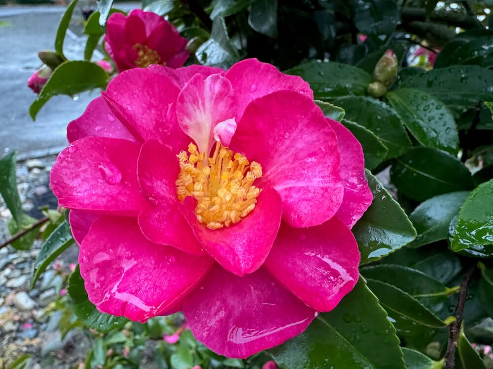 Camellia sasanqua 'Sekiyo' 02.jpeg