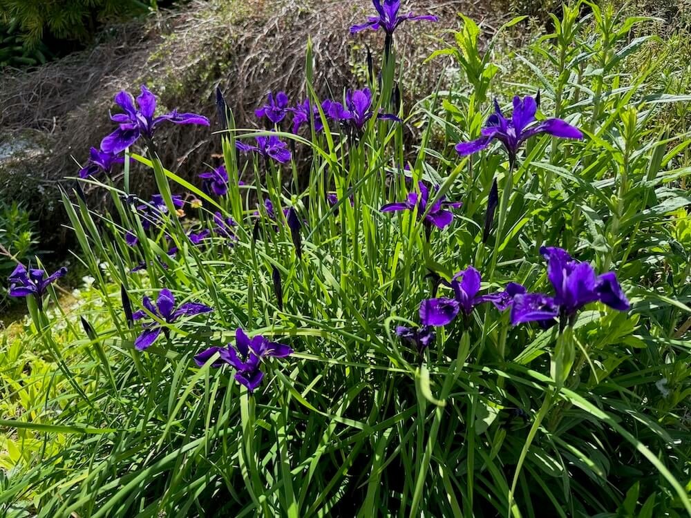 Iris chrysographes 02.jpeg