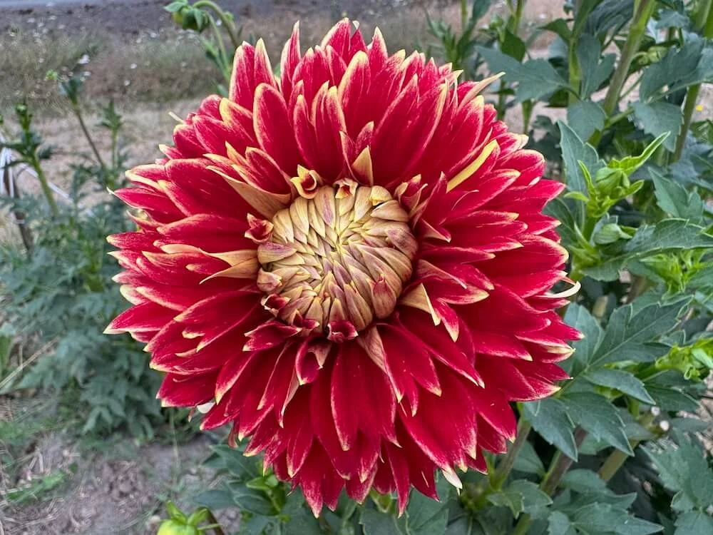 Dahlia 'Dutch Carnival' 02.jpeg