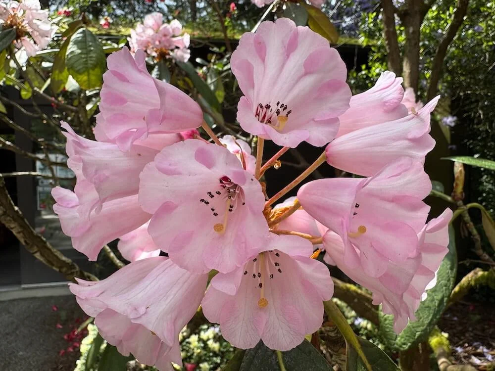 Rhododendron kesangiae 02.jpeg