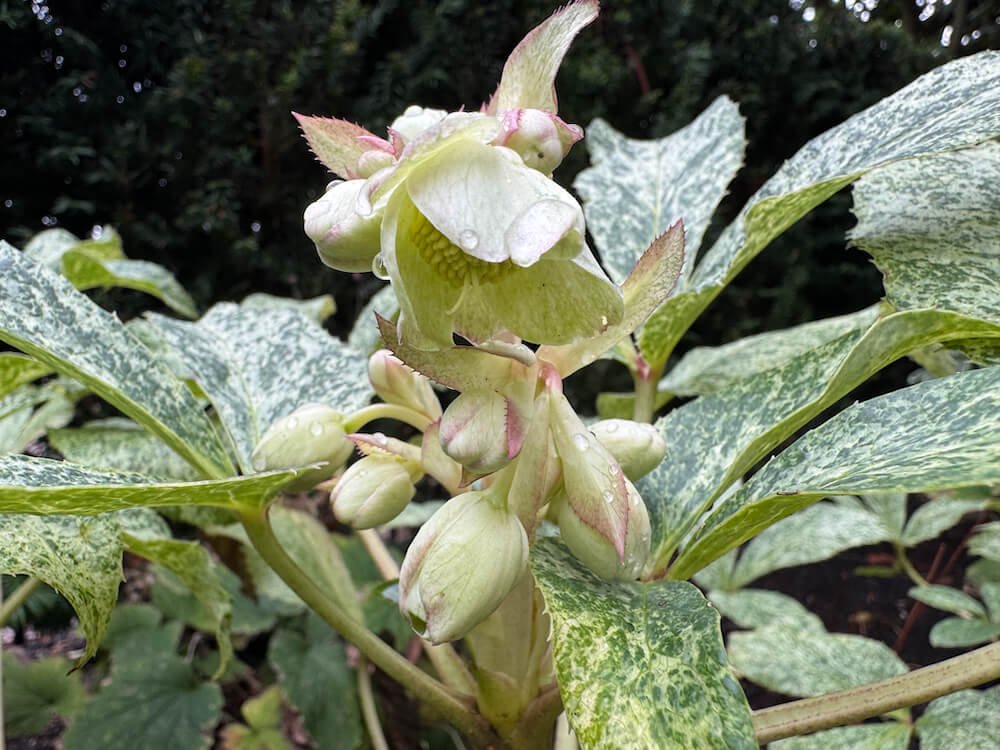Helleborus 'Snow Fever' 09.jpeg