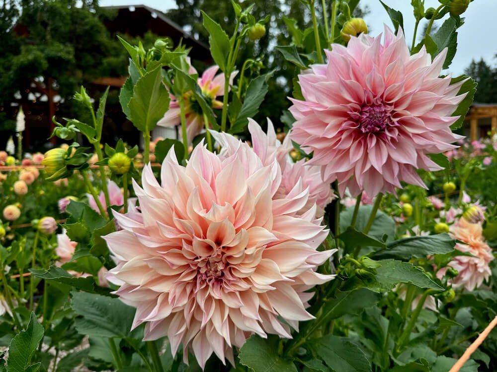 Dahlia 'Cafe au Lait' 10.jpeg
