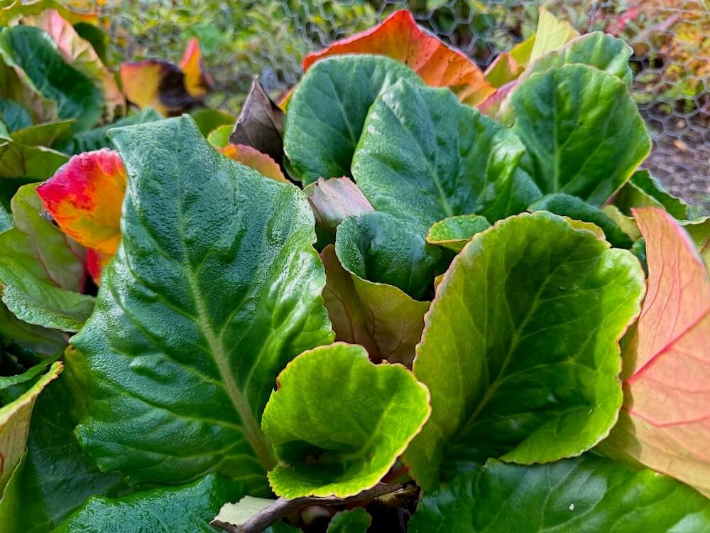 Bergenia 'Eric Smith' 01.jpeg