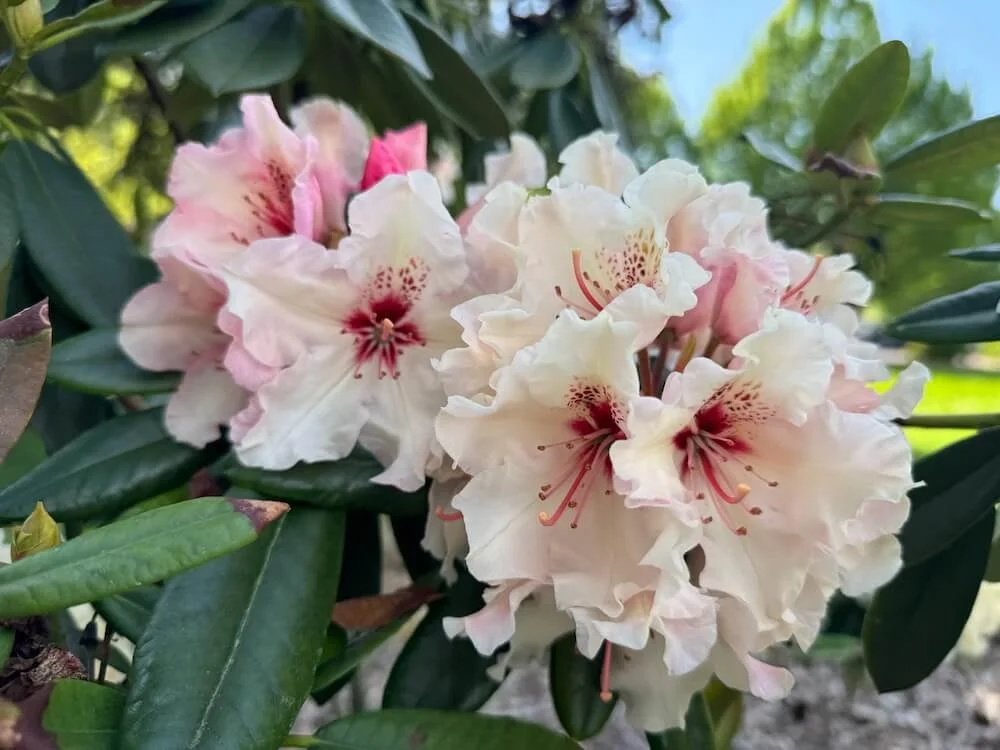 Rhododendron 'Ice Music' 01.jpeg