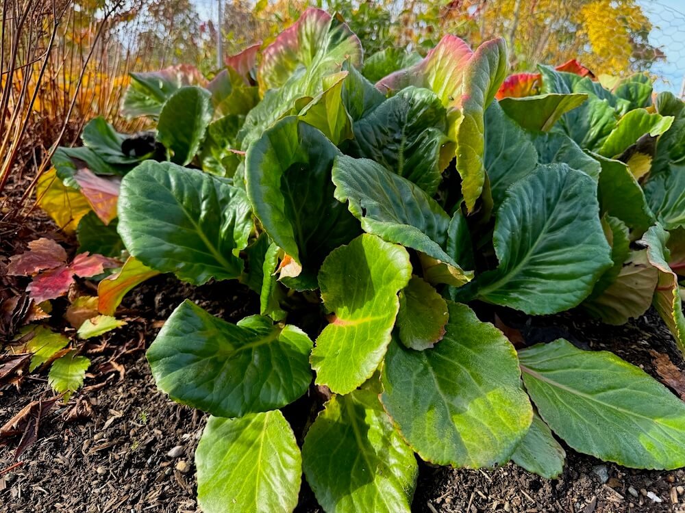 Bergenia 'Eric Smith' 02.jpeg