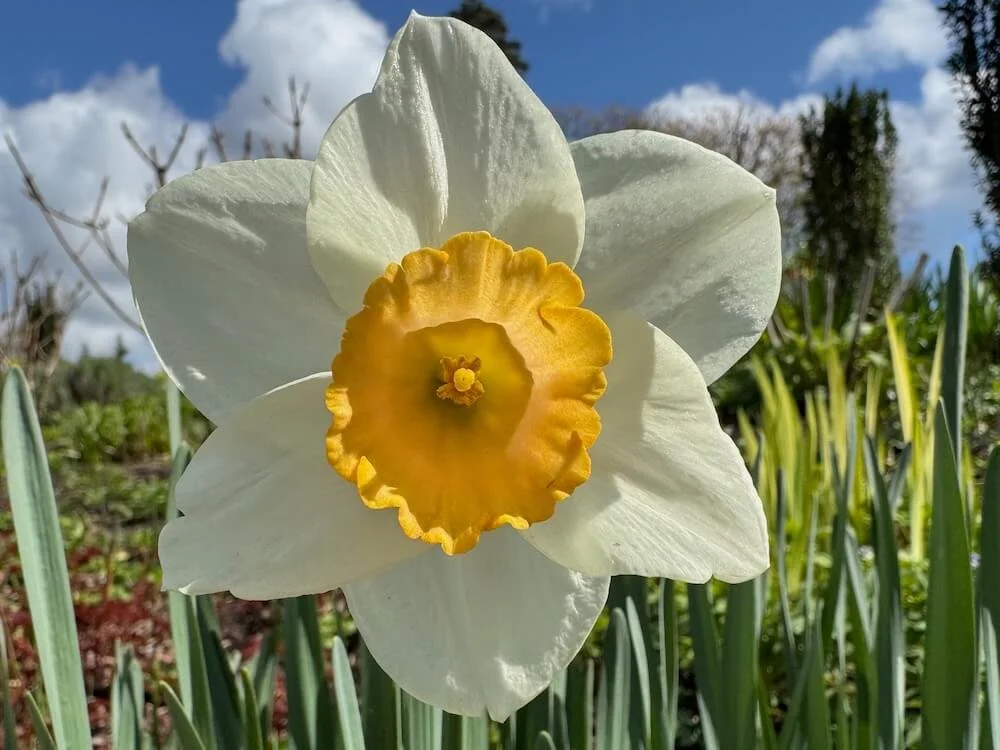 Narcissus 'Salome' 01.jpeg