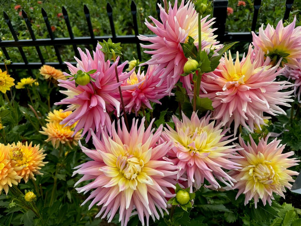 Dahlia 'Clearview Jonas' 02.jpeg