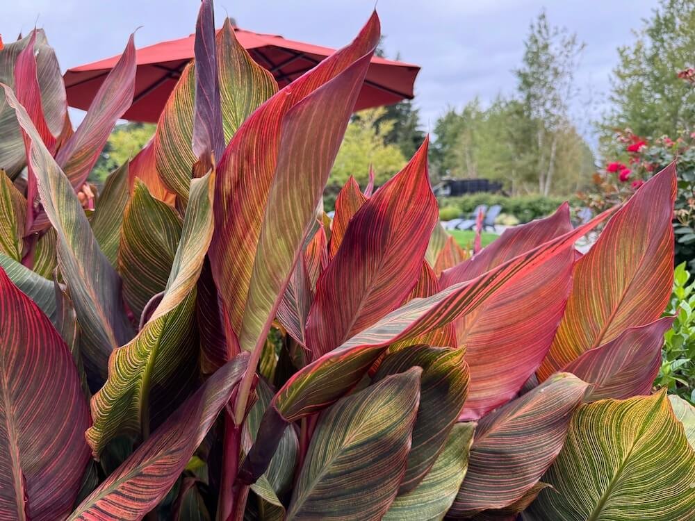 Canna indica 'Phasion' 05.jpg