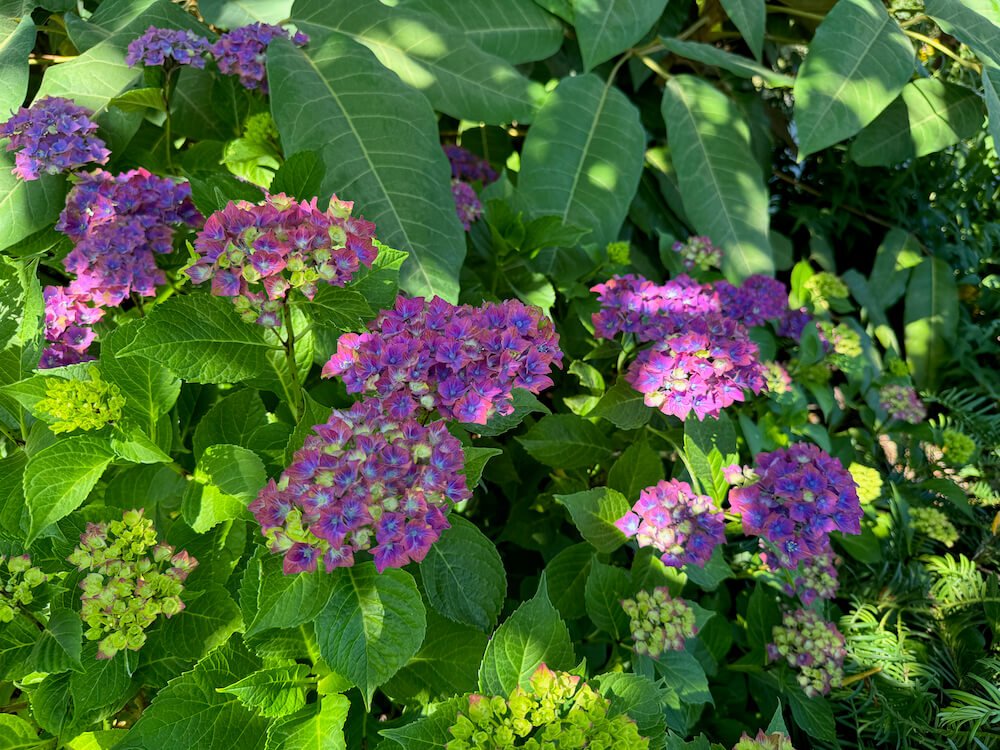 Hydrangea macrophylla 'Horwack' 03.jpeg