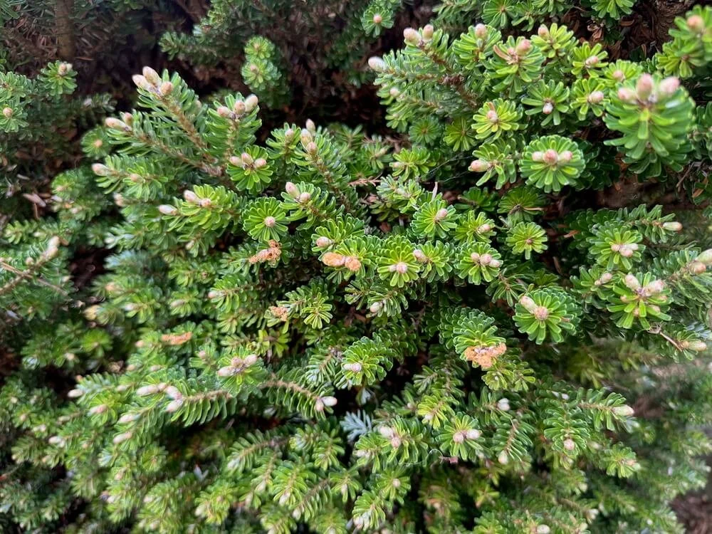 Abies koreana 'Silberzwerg' 04.jpeg