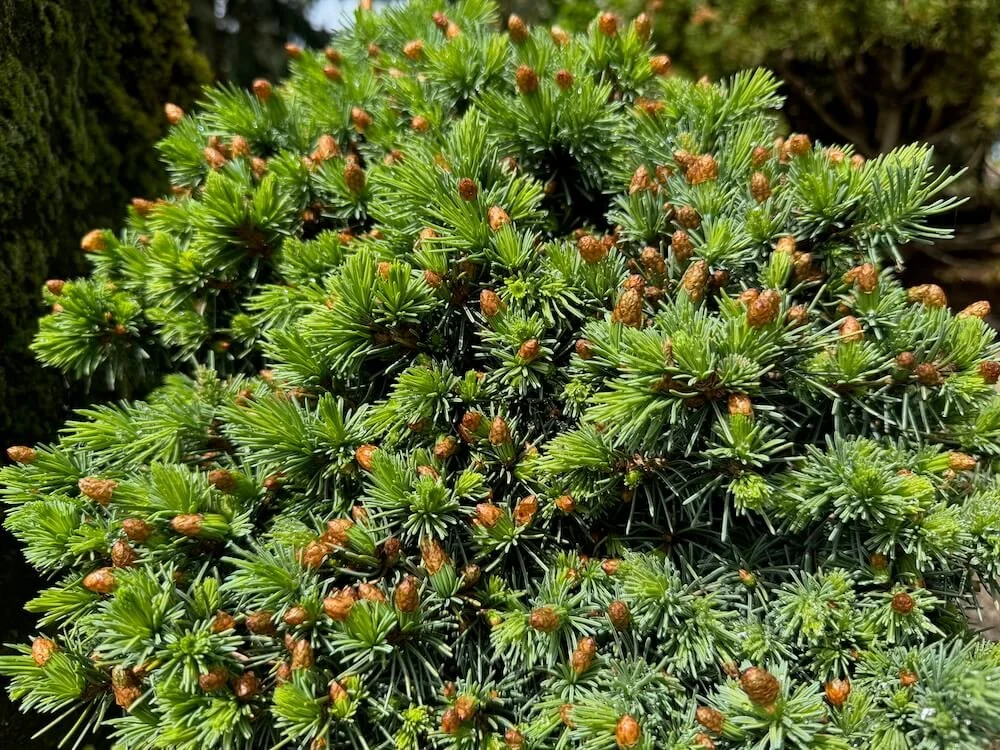 Picea engelmannii 'Talbot Lake' 04.jpeg