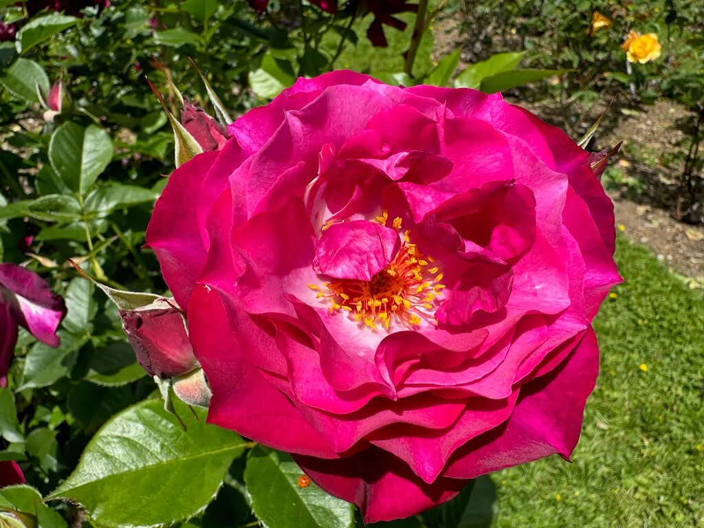 Rosa 'Wekisoblip' 02.jpeg