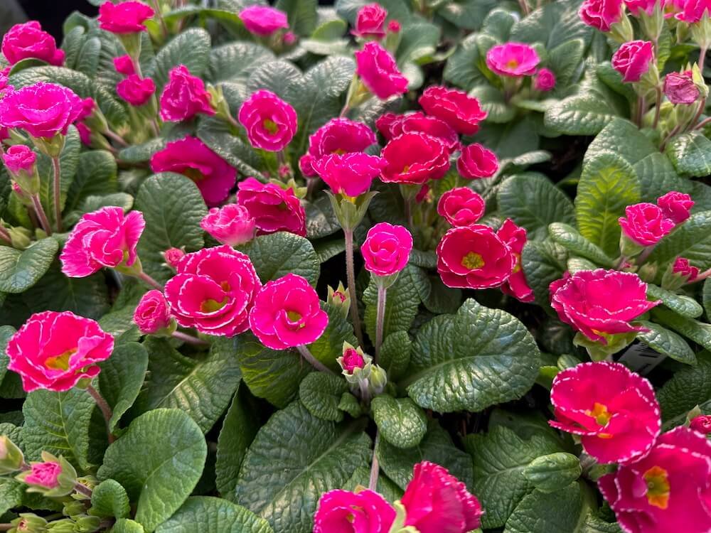 Primula 'Rose Edge' 02.jpeg