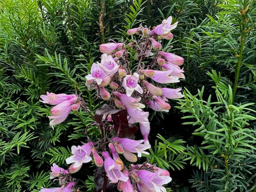 Penstemon digitalis 'Dakota Burgundy' 04.jpeg