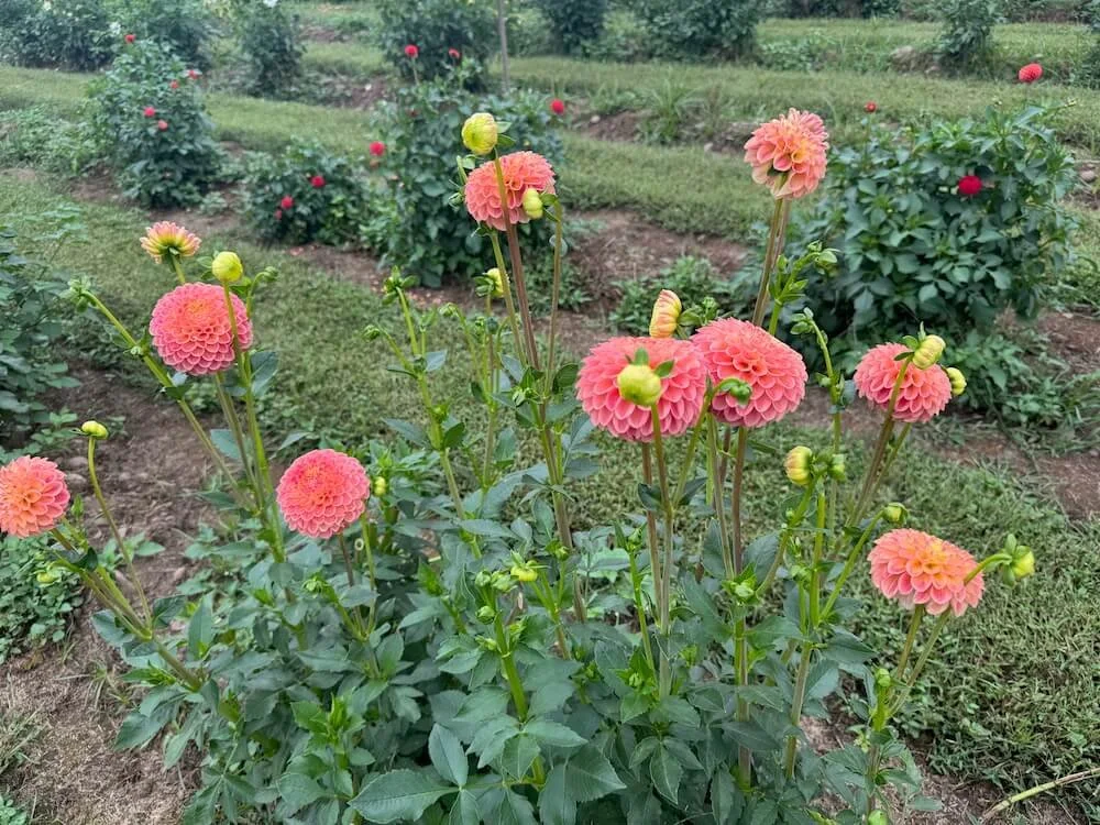 Dahlia 'Late' 03.jpeg