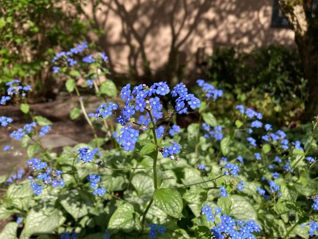 Brunnera macrophylla ‘Jack Frost’ (Heartleaf Brunnera) — Northwest Blooms