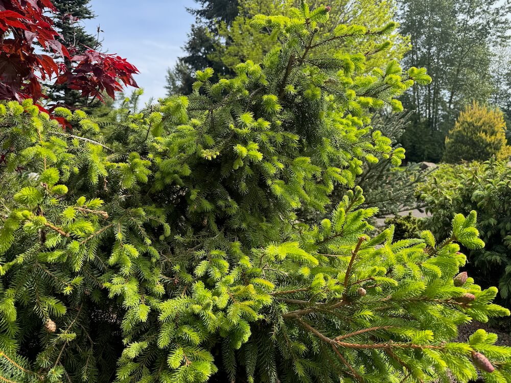 Picea abies 'Aty's Acrocona Pusch' 02.jpeg