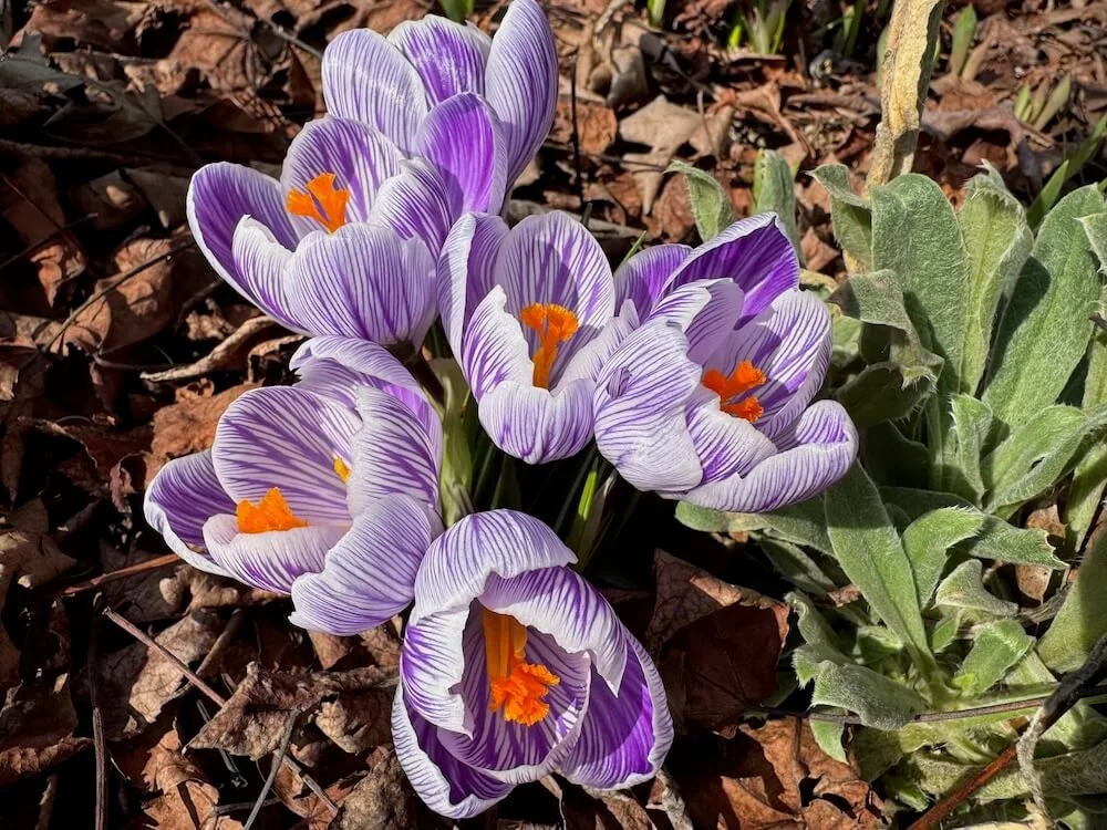 Crocus vernus 'Pickwick' 04.jpeg