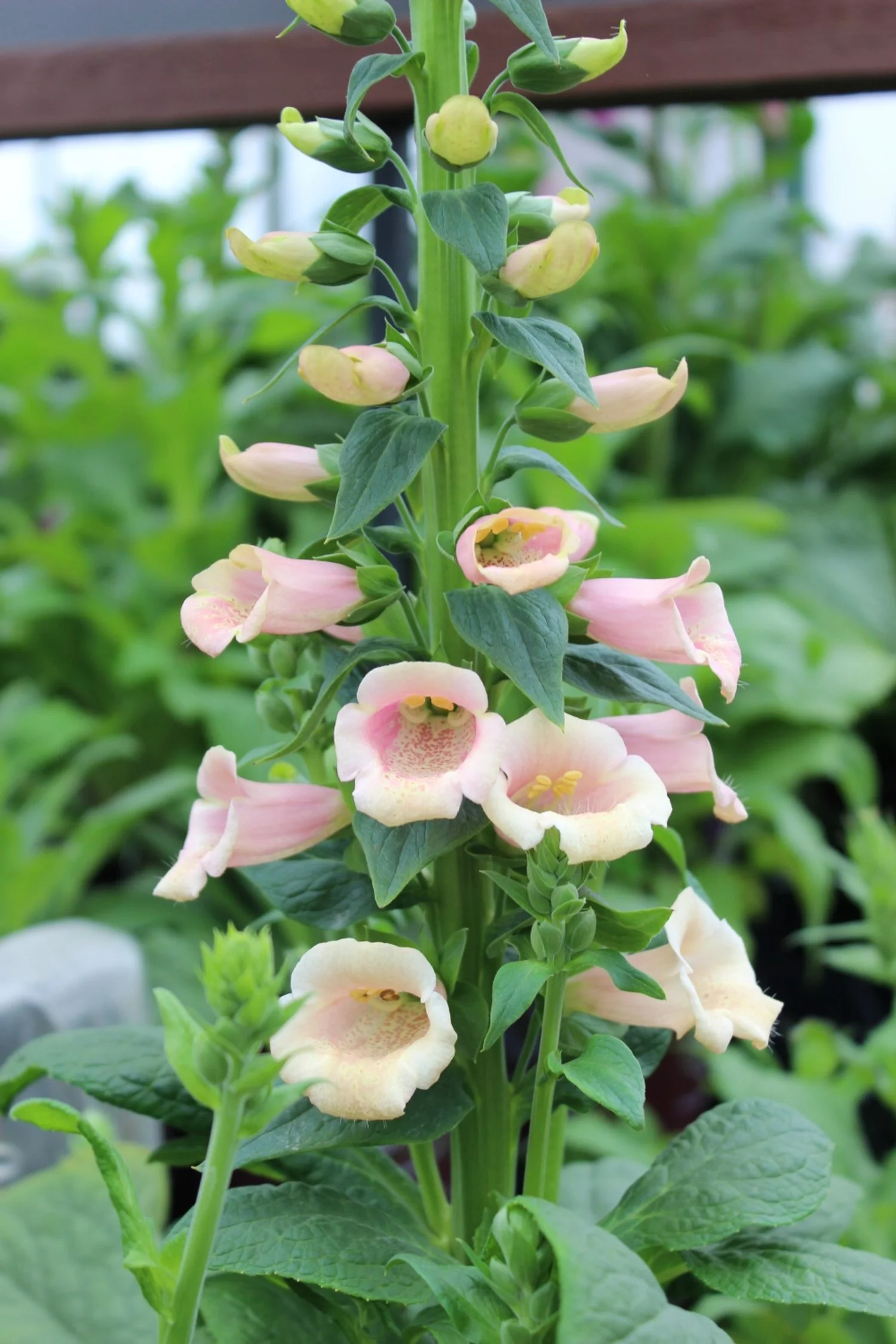 Digitalis purpurea 'Dalmation Peach' 01.jpg