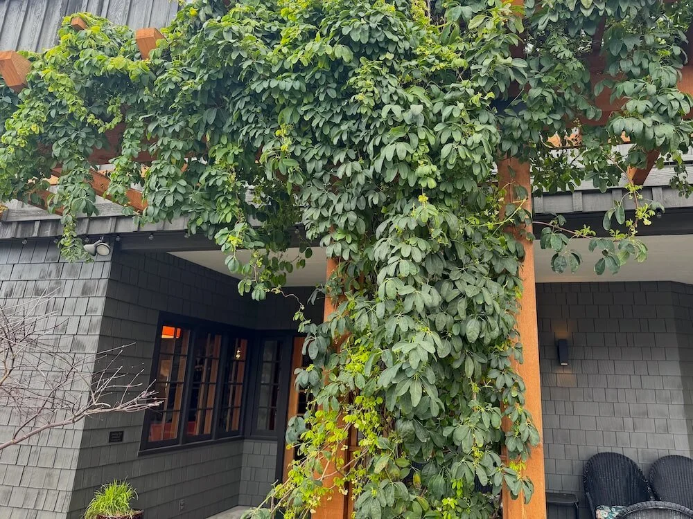 Akebia quinata 'Alba' 03.jpeg