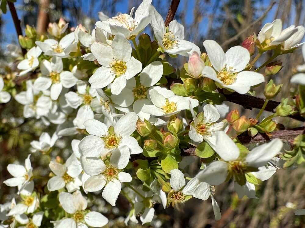 Spiraea thunbergii 'Ogon' 01.jpeg