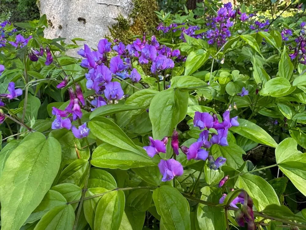 Lathyrus vernus 02.jpeg