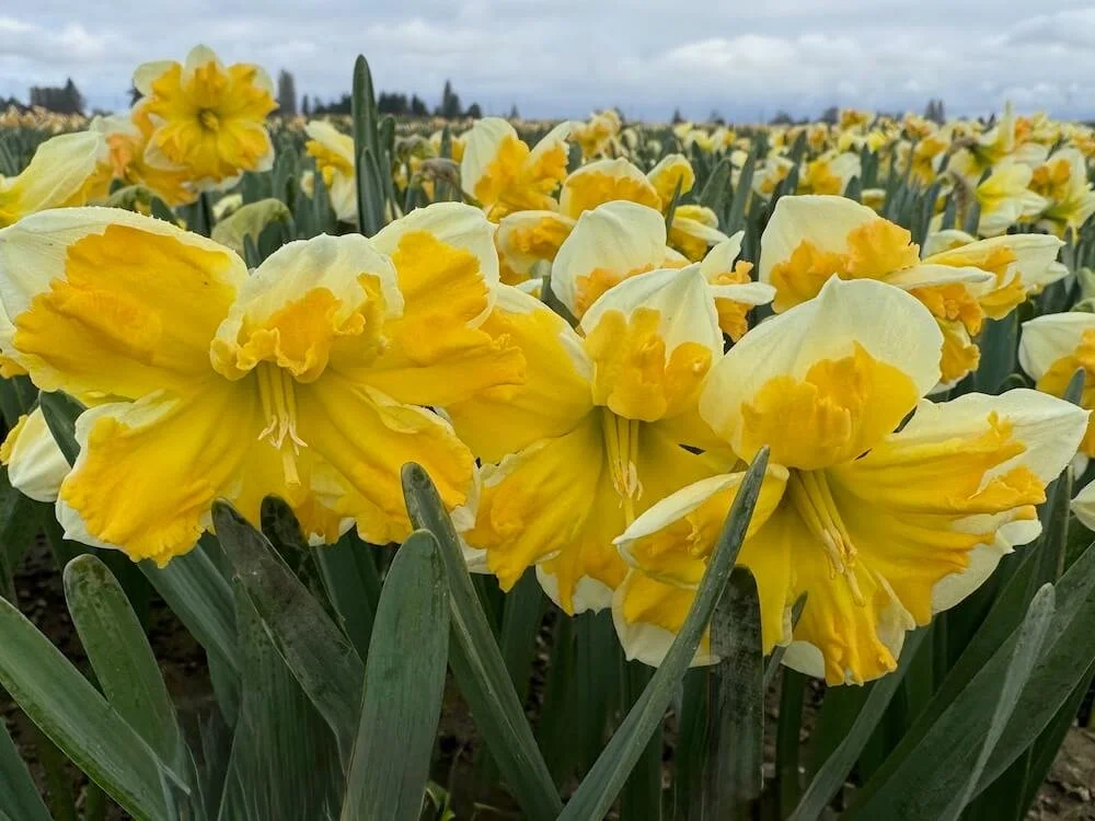 Narcissus 'Orangery' 03.jpeg