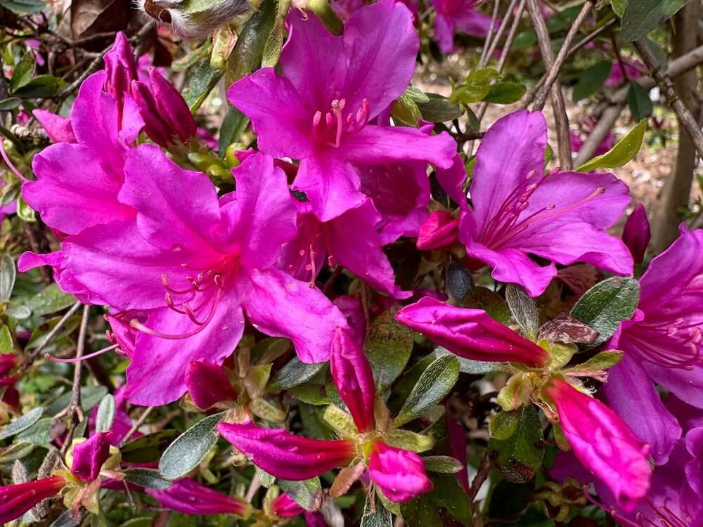 Rhododendron 'Atalanta'  02.jpeg