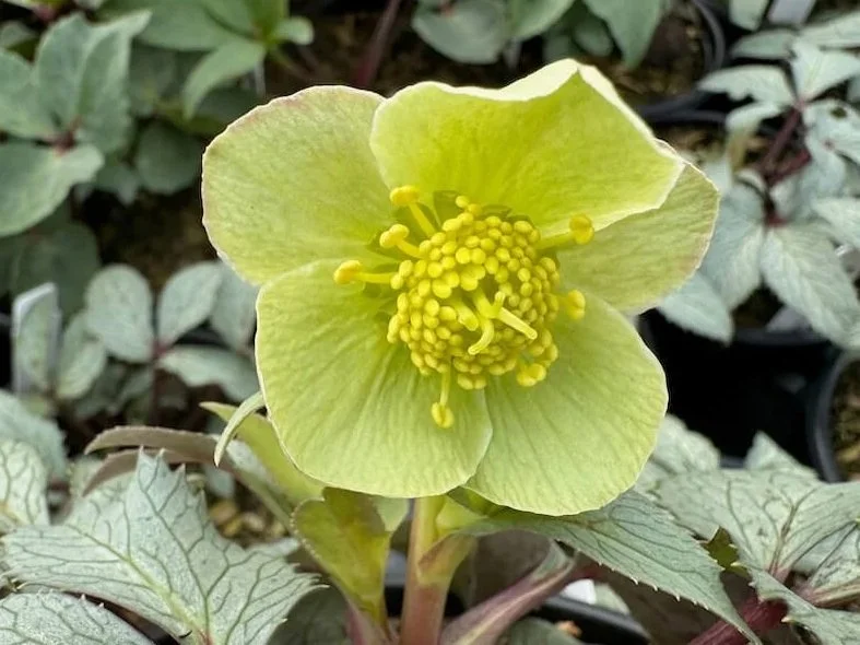 Helleborus x hybridus 'Crystal Leaf' | Crystal Leaf Lenten Rose