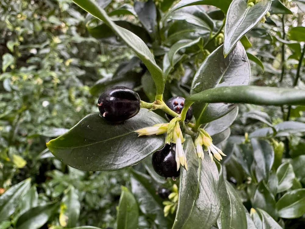 Sarcococca confusa 05.jpeg