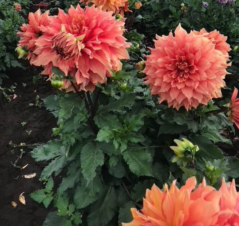 Mango Madness Dahlia 03.jpeg