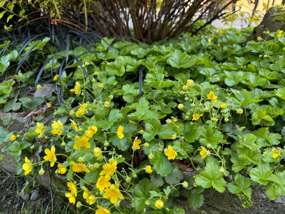 Waldsteinia ternata 03.jpeg