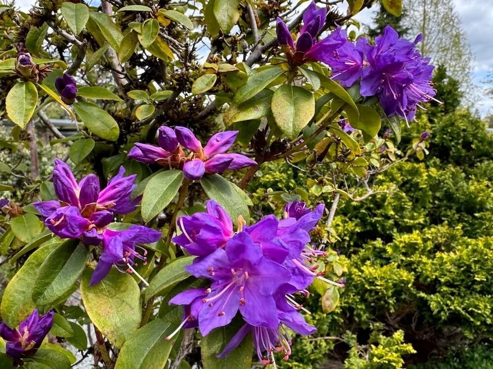 Rhododendron minus x hanceanum 03.jpeg