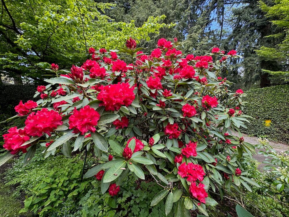Rhododendron 'The Honourable Jean Marie de Montague' 03.jpeg