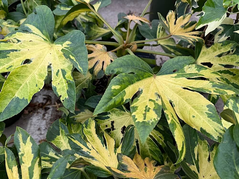 Fatsia japonica 'Variegata' 02.jpg