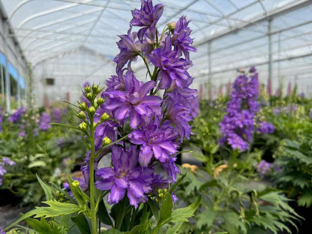 Delphinium Delgenius 'Breezin' 02.jpeg