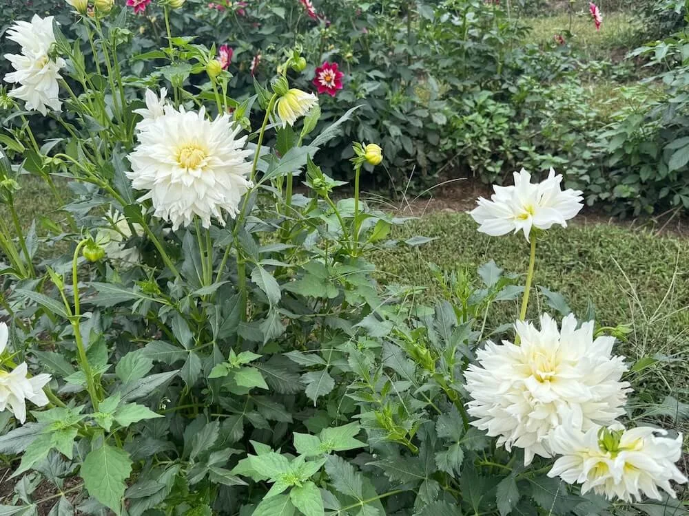 Dahlia 'Hudson's Ice' 03.jpeg