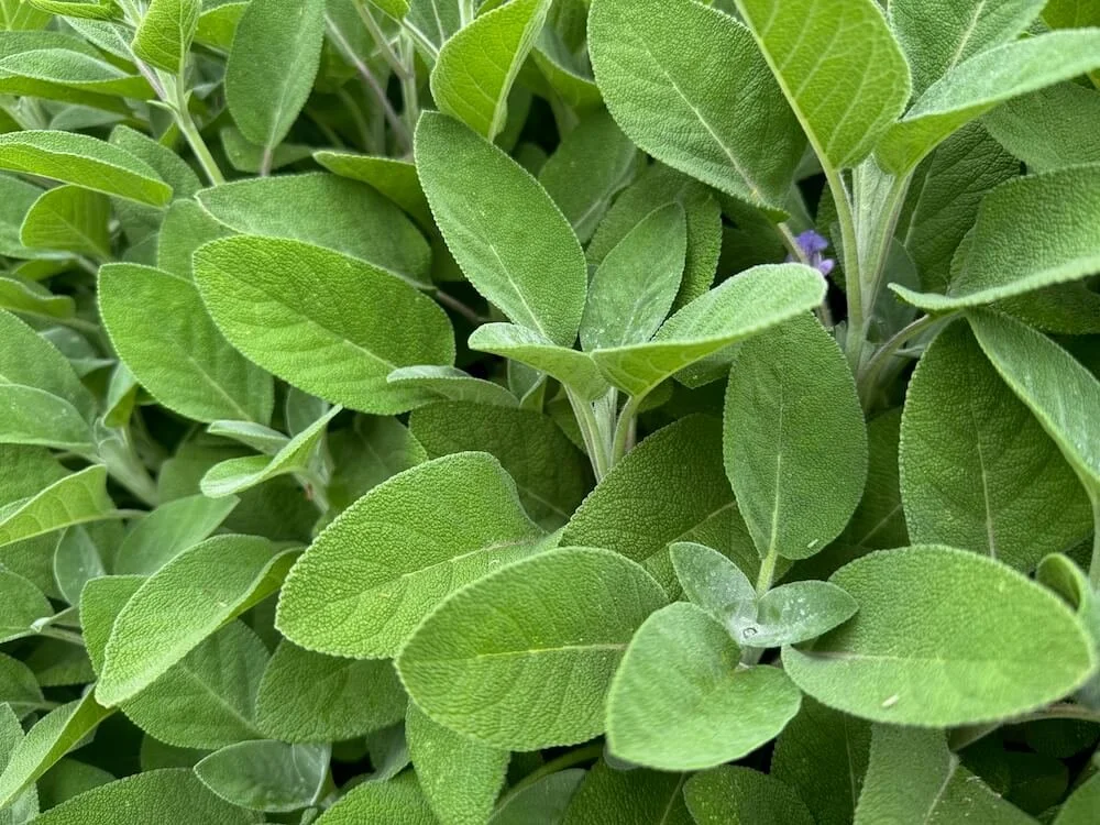 Salvia officinalis 02.jpeg