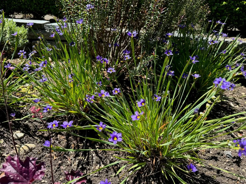 Sisyrinchium angustifolium  02.jpeg