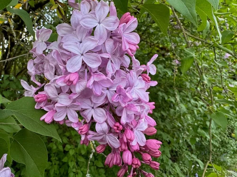 Syringa vulgaris 'Pink Elizabeth' 03.jpeg