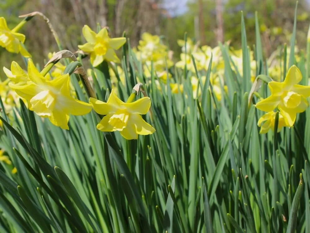 Narcissus 'Pipit' 02.JPG