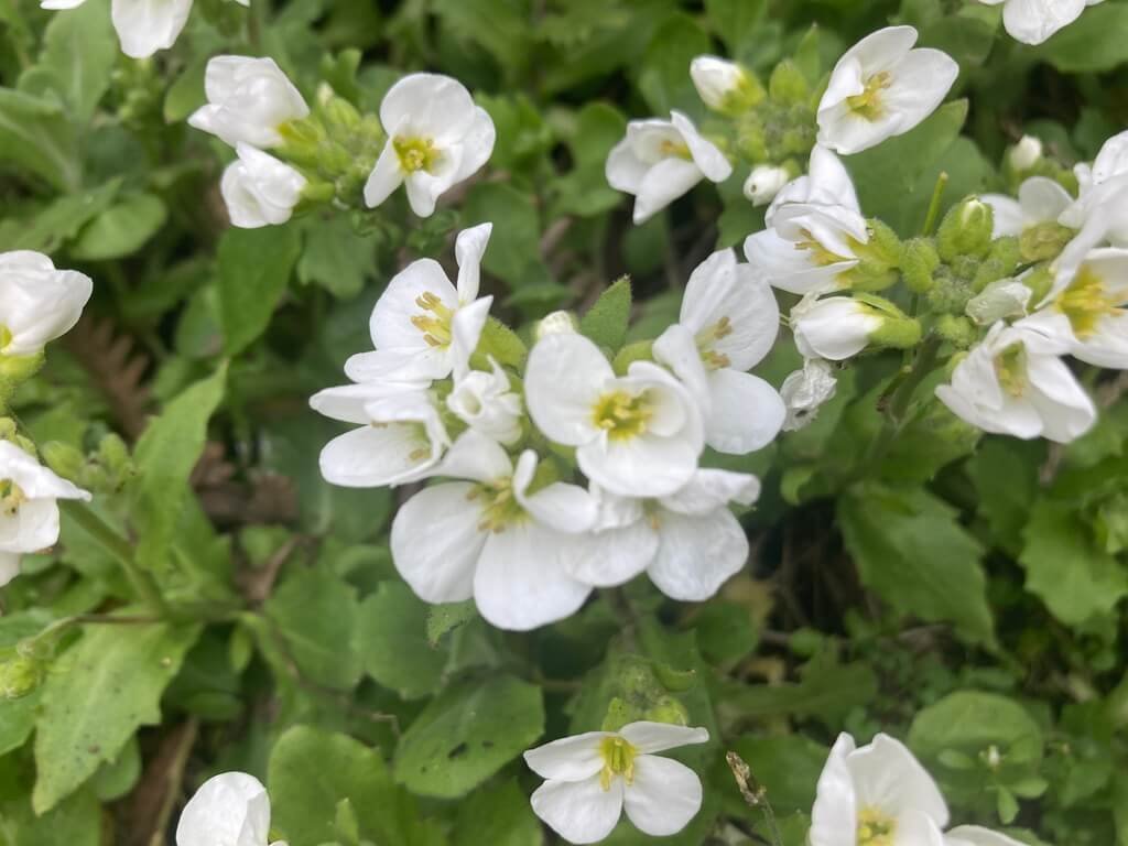 Arabis caucasica 'Snowcap' 02.jpeg