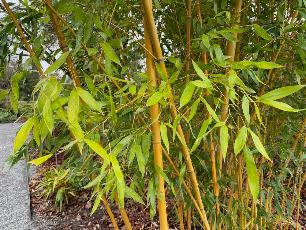 Phyllostachys sulphurea 'Robert Young' 01.jpeg