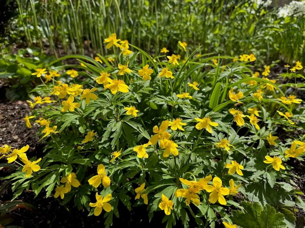 Anemone ranunculoides 03.jpeg