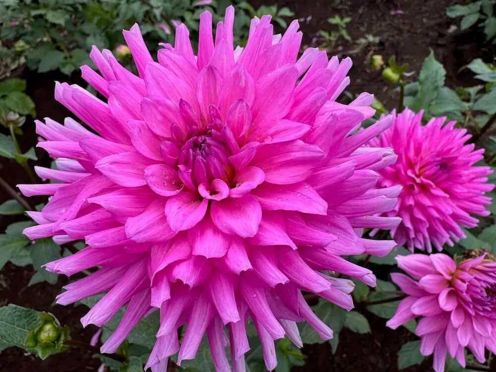 Dahlia 'Herbert Smith' 01.jpeg