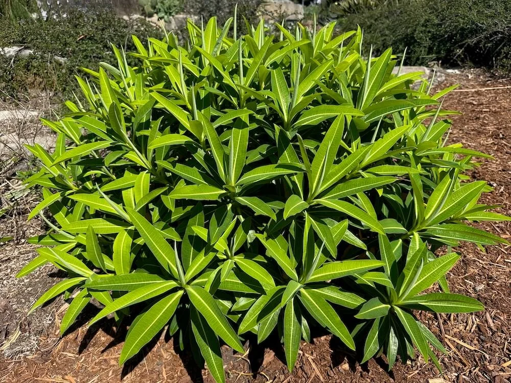 Euphorbia stygiana 03.jpeg