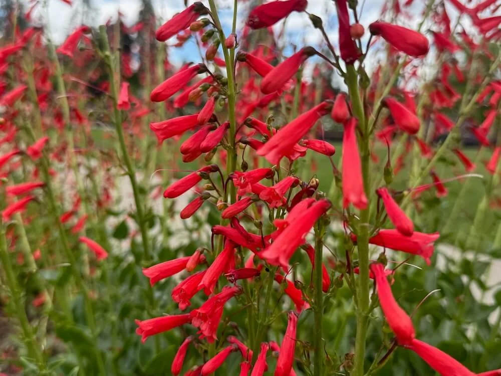 Penstemon eatonii 01.jpeg