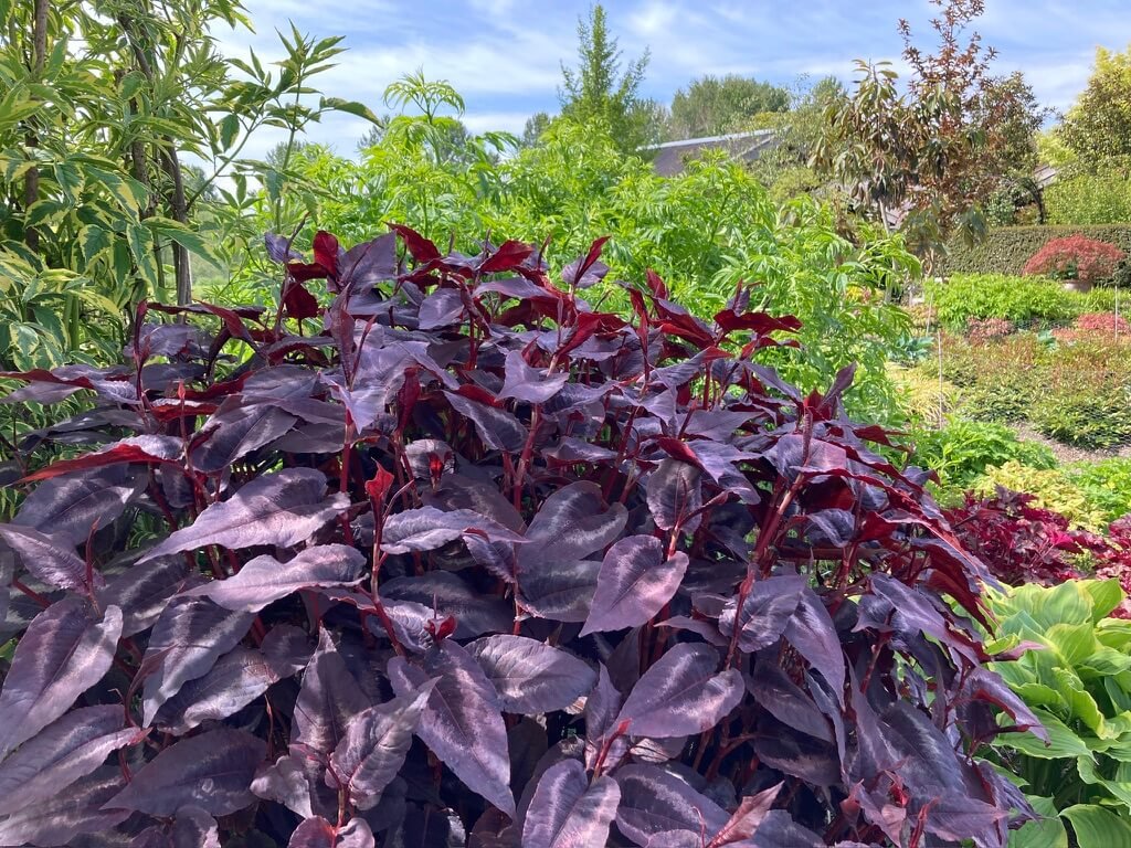Persicaria microcephala 'Red Dragon' 03.jpeg