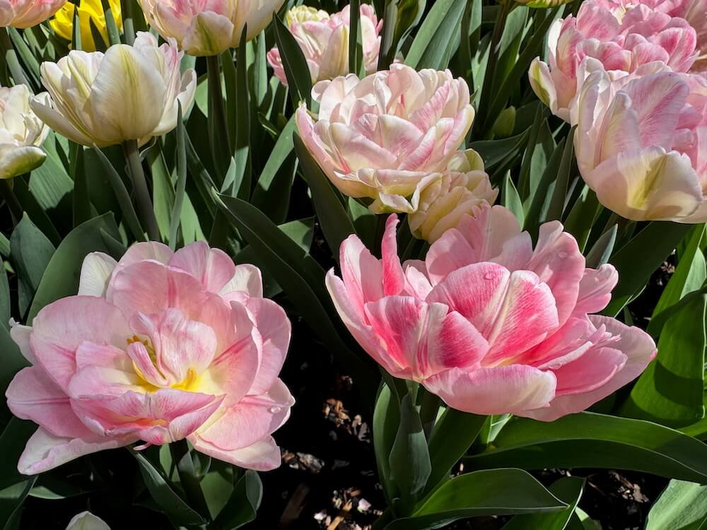 Tulipa 'Finola' 02.jpeg