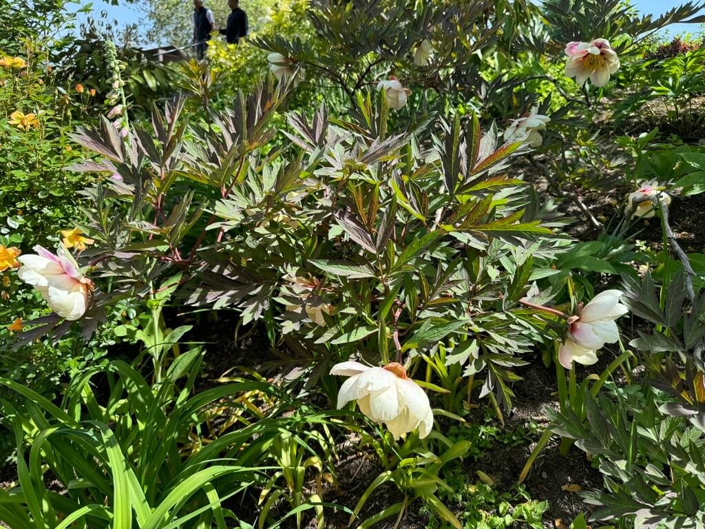 Paeonia suffruticosa 'Apricot' 03.jpeg